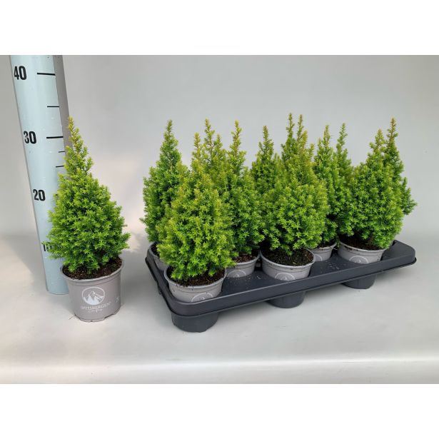 PACIPRESA SPITZBERGEN L11 CM