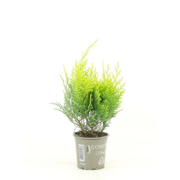 PACIPRESA STARDUST L11 CM