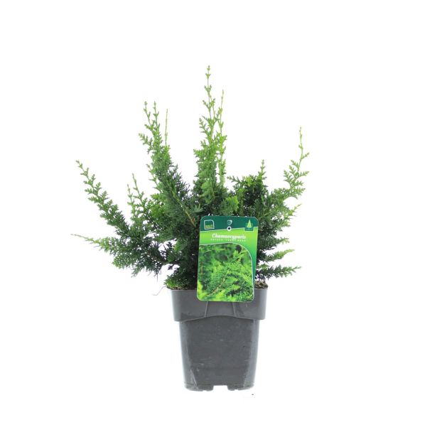 PACIPRESA TEDDY BEAR L2 L