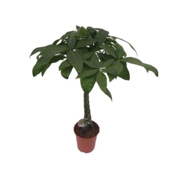 PAHIRA AQUATICA L21 VIŠ 100 CM