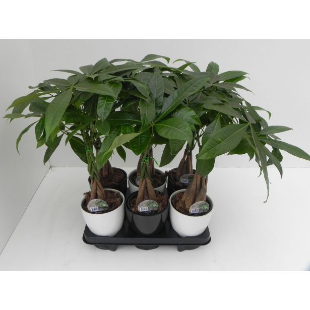 PAHIRA V OKR. LONCU L13