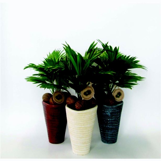 PAHLJAČASTA PALMA L16