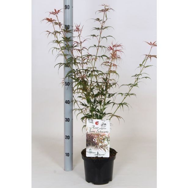 LISTAVEC PAHLJAČASTI JAVOR JERRE SCHWARTZ L19