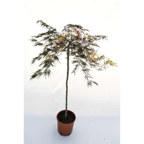 JAVOR PAHLJAČASTI L24