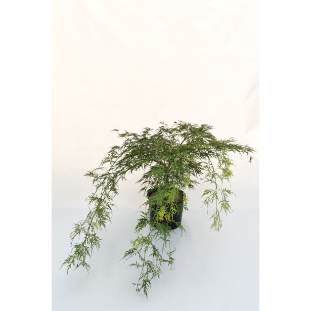 JAVOR PAHLJAČASTI L28