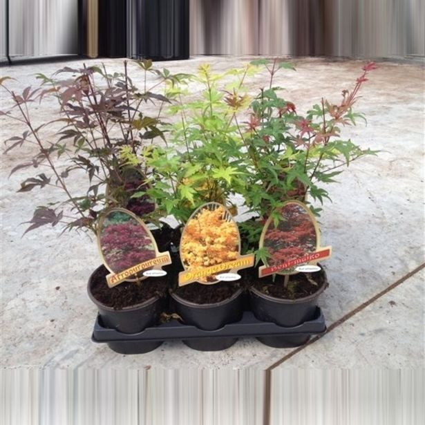 LISTAVEC PAHLJAČASTI JAVOR MIX L15