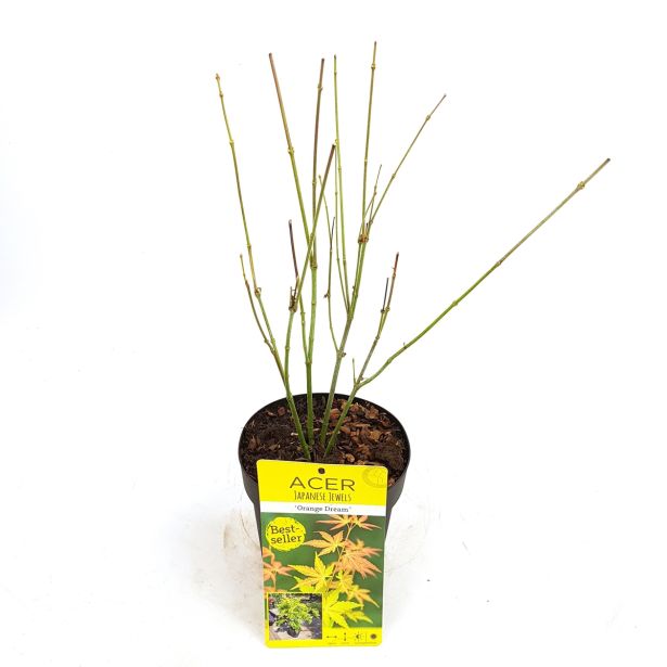 LISTAVEC PAHLJAČASTI JAVOR ORANGE DREAM L15