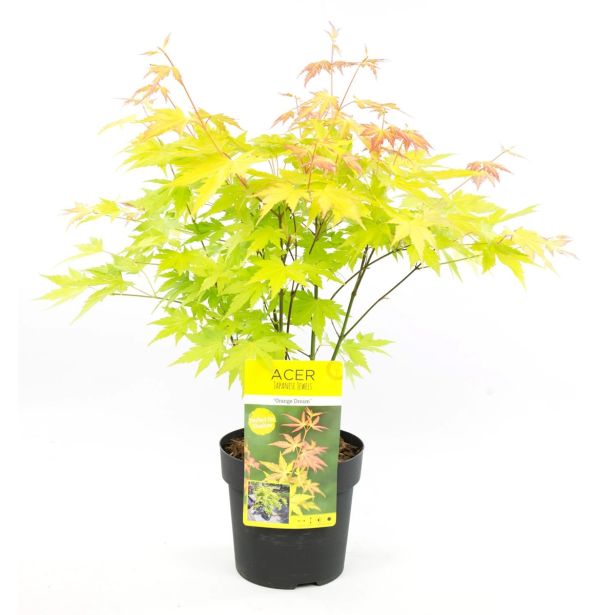 LISTAVEC PAHLJAČASTI JAVOR ORANGE DREAM L15