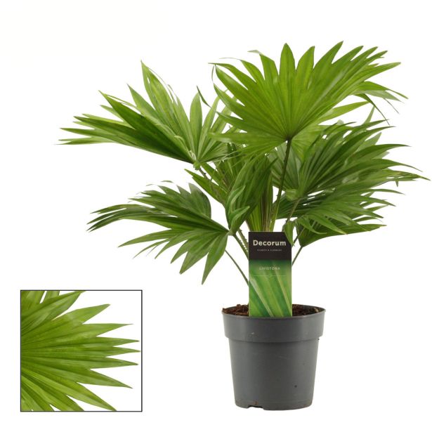 PALMA LIVISTIONIA L12 CM