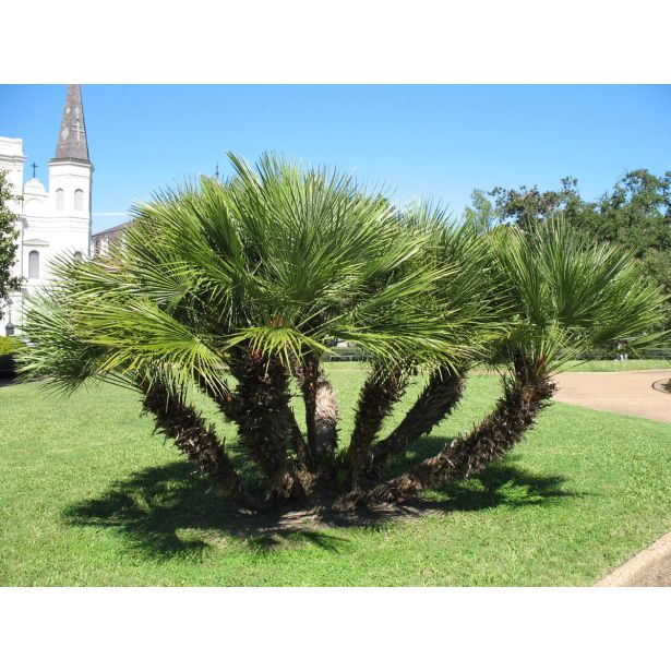 PALMA PALMA CHAMAEROPS HUMILIS
