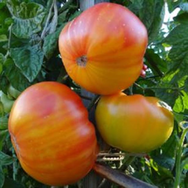 PLODOVKE DOBRO & ZDRAVO PARADIŽNIK ANANAS RUMEN MESNAT PARADIŽNIK