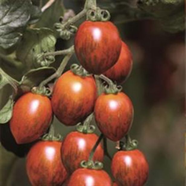 PLODOVKE DOBRO & ZDRAVO PARADIŽNIK COOKIE PISAN ČEŠNJEV PARADIŽNIK