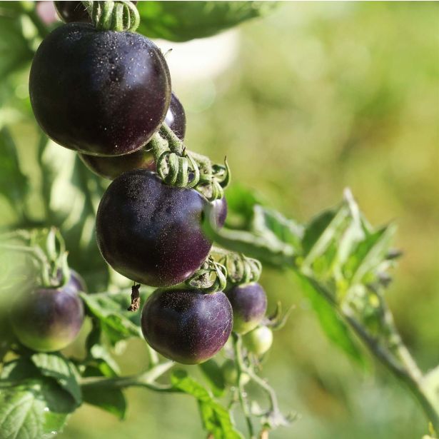 PLODOVKE L'ORTO FRUTTIFERO PARADIŽNIK ČRN ČEŠNJEV 1 SUN BLACK F1 L10