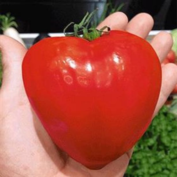 PLODOVKE DOBRO & ZDRAVO PARADIŽNIK FLEURETTE VOLOVSKO SRCE