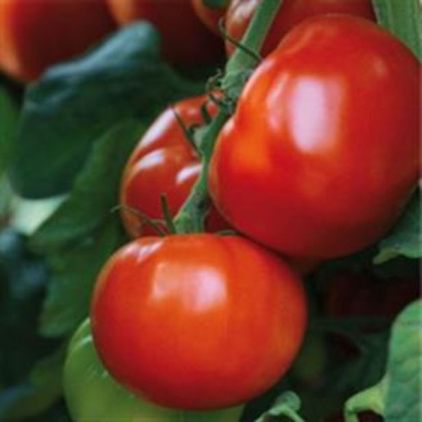 PLODOVKE DOBRO & ZDRAVO PARADIŽNIK MAESTRIA OKROGEL MESNAT PARADIŽNIK