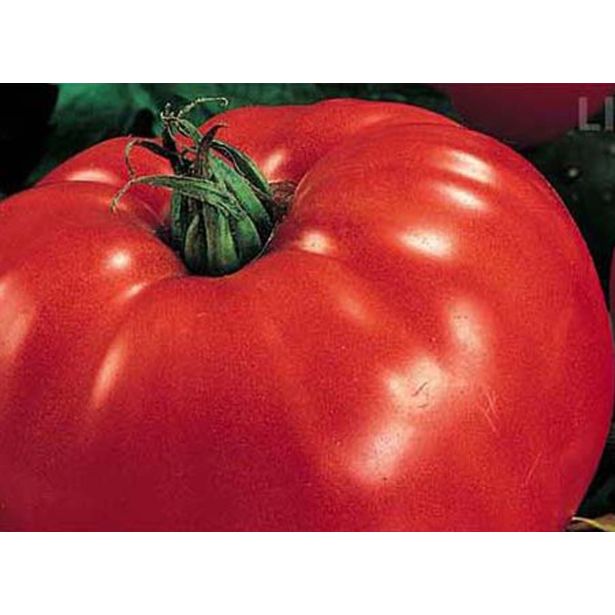 PLODOVKE L'ORTO FRUTTIFERO PARADIŽNIK MINI 1/1 MARINDA F1 L10