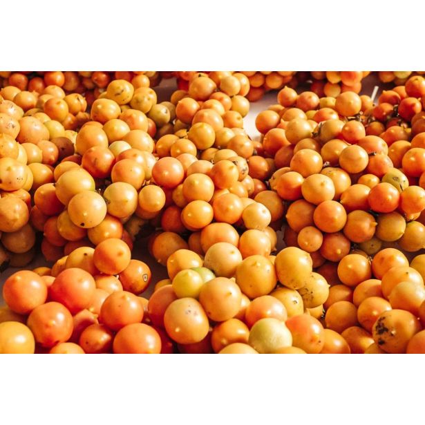 PLODOVKE L'ORTO FRUTTIFERO PARADIŽNIK VESUVIANO1/1 CORBARIELLO L10