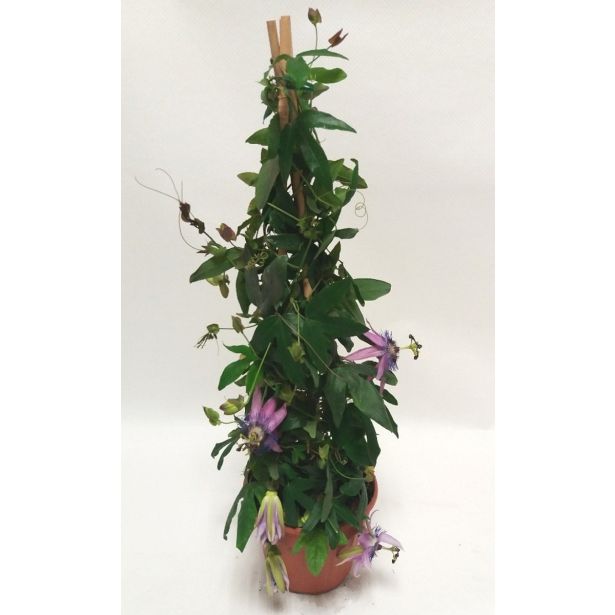 MEDITERANSKE RASTLINE PASIJONKA PIRAMIDA L16