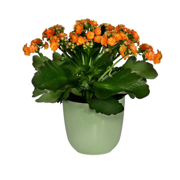 PE NOTRANJI LONEC KOSMAČ-KRUŠEC KARA 11.5 CM MINT ZELEN