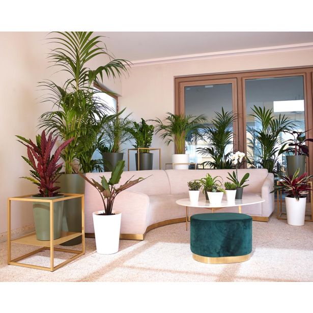 PE NOTRANJI LONEC PORTO VISOK BEL 50CM