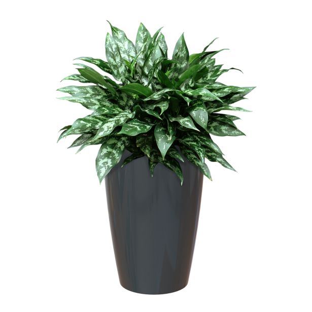 PE NOTRANJI LONEC SANTORINI ANTRACIT 78 CM