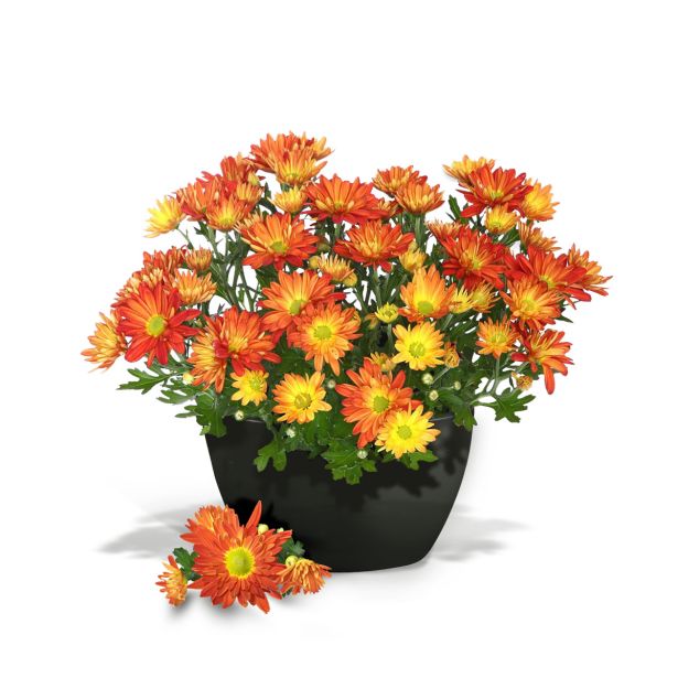 PE ZUNANJI LONEC Z VODNO REZERVO 28 CM