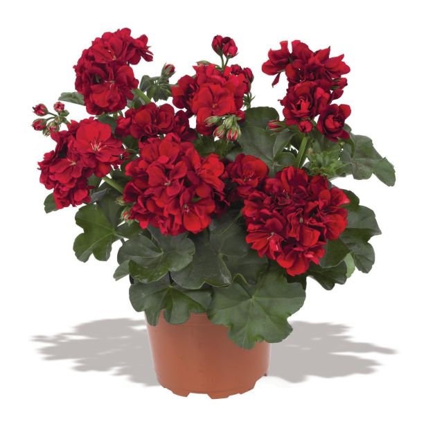 PELARGONIJA GREAT BALLS OF FIRE PELARGONIUM PELTATUM L12