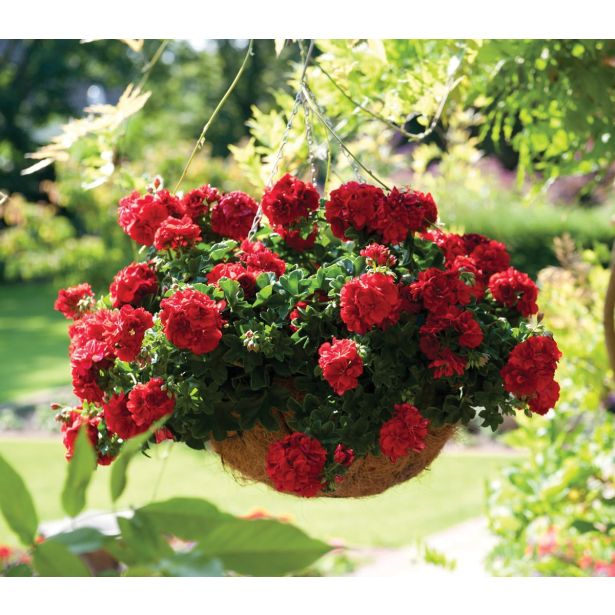PELARGONIJA GREAT BALLS OF FIRE PELARGONIUM PELTATUM L12