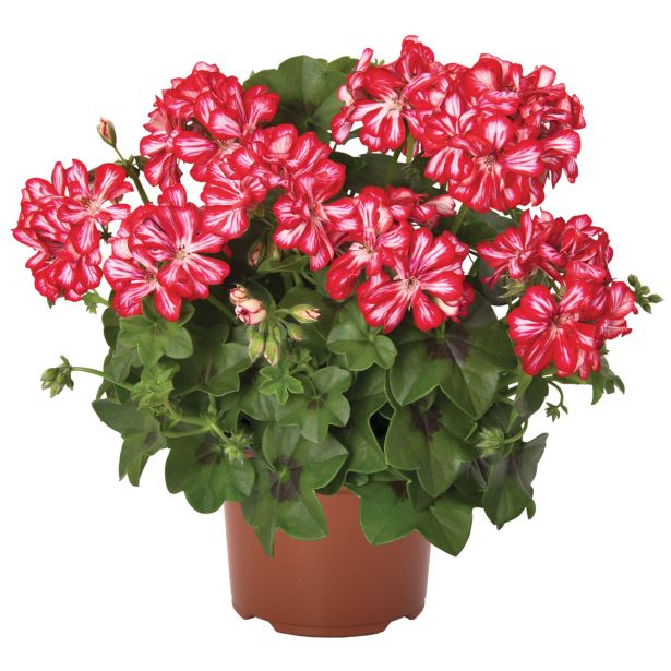 PELARGONIJA GREAT BALLS OF FIRE PELARGONIUM PELTATUM L12