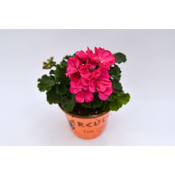 PELARGONIJA POKONČNA MIX L12