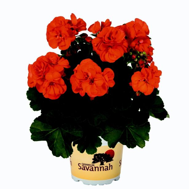 PELARGONIJA SAVANNAH POKONČNA L12
