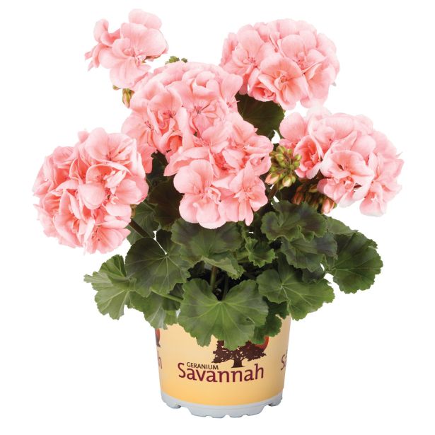 PELARGONIJA SAVANNAH POKONČNA L12