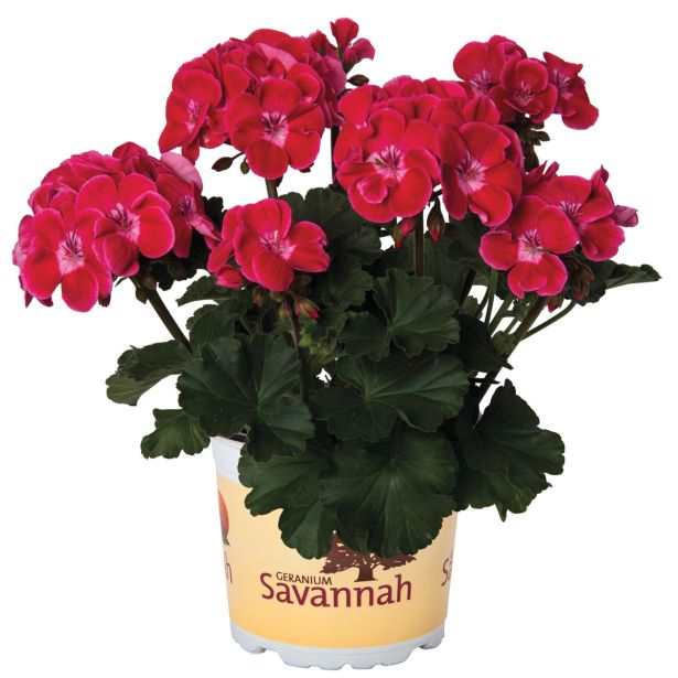 PELARGONIJA SAVANNAH POKONČNA L12