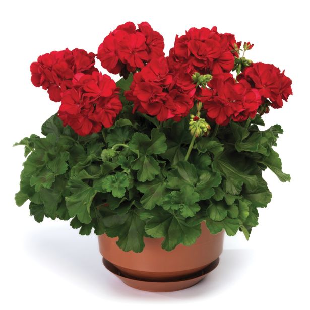 PELARGONIJA VOLMARY CALLIOPE DARK RED SUMMER LOVERS L12