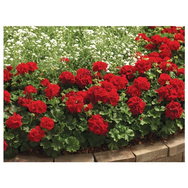 PELARGONIJA VOLMARY CALLIOPE DARK RED SUMMER LOVERS L12