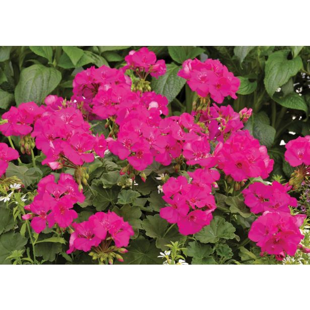 PELARGONIJA VOLMARY CALLIOPE DARK RED SUMMER LOVERS L12