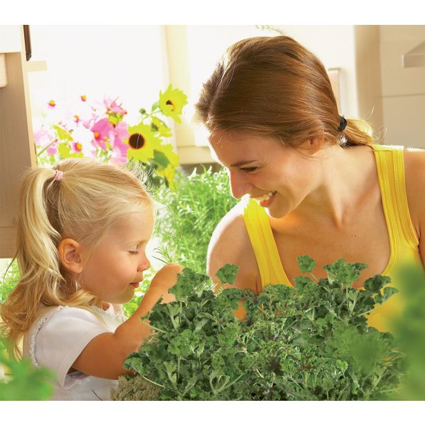 PELARGONIJA VOLMARY GRANDEUR ODORATA MIX L12