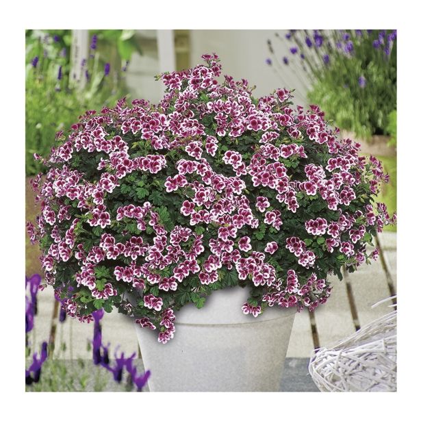 PELARGONIJA VOLMARY ANGELEYES MIX L12