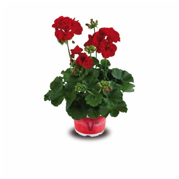 PELARGONIJA VOLMARY X ZONALE GRANDEUR L12