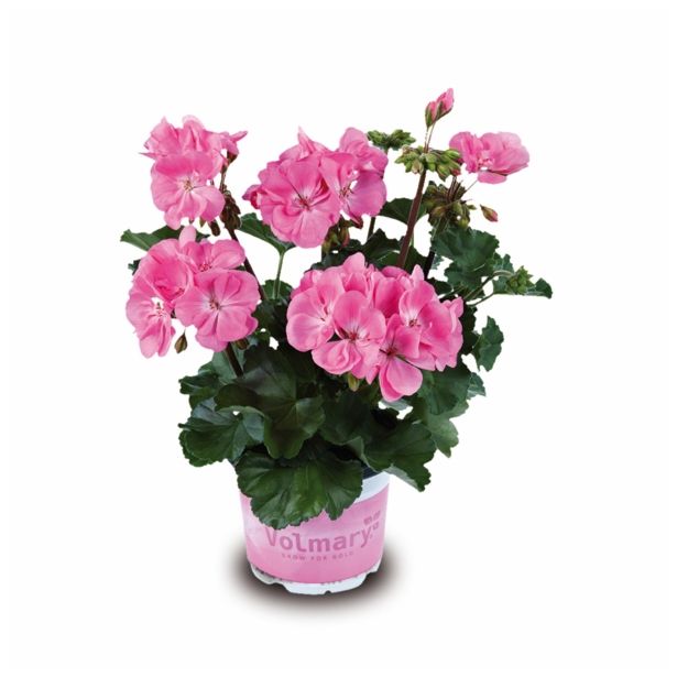 PELARGONIJA VOLMARY X ZONALE GRANDEUR L12