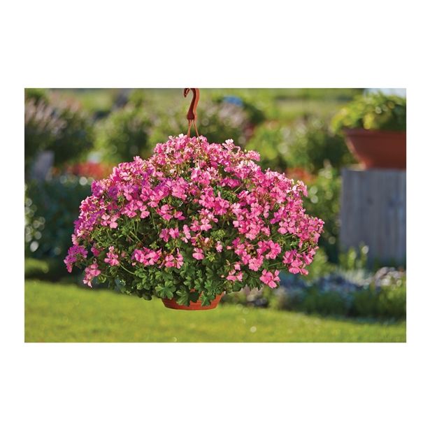 PELARGONIJA VOLMARY POWER L12