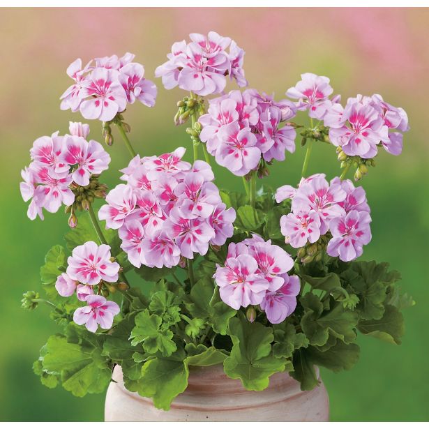 PELARGONIJA VOLMARY POWER L12