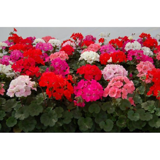 PELARGONIJA ZONALE L12