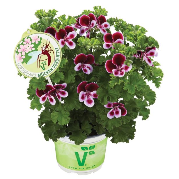 PELARGONIJA VOLMARY SPECIES L12