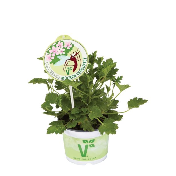 PELARGONIJA VOLMARY SPECIES L12