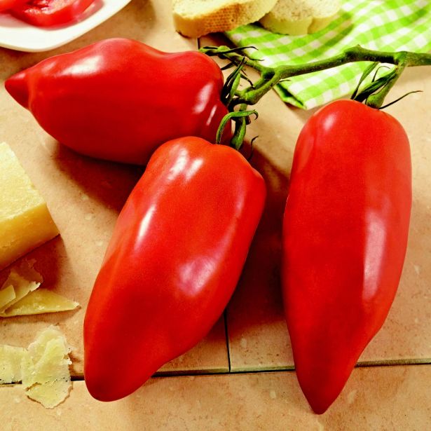 PLODOVKE PELATI PARADIŽNIK ANDINE CORNUE L12