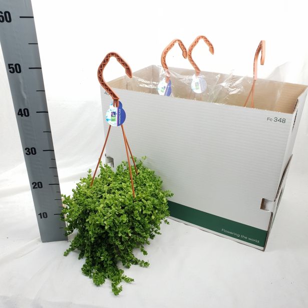 PEPEROMIJA ISABELLE L18