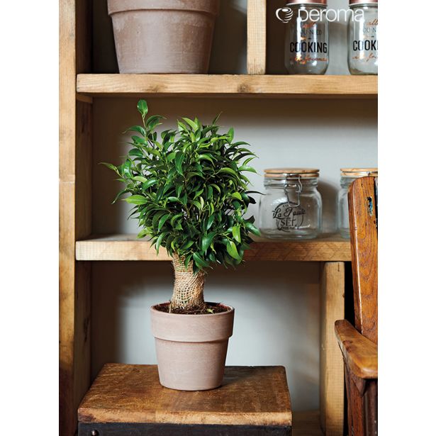 GLINENI ZUNANJI LONEC DEROMA CACHEPOT PERFETTO SIV 24 CM