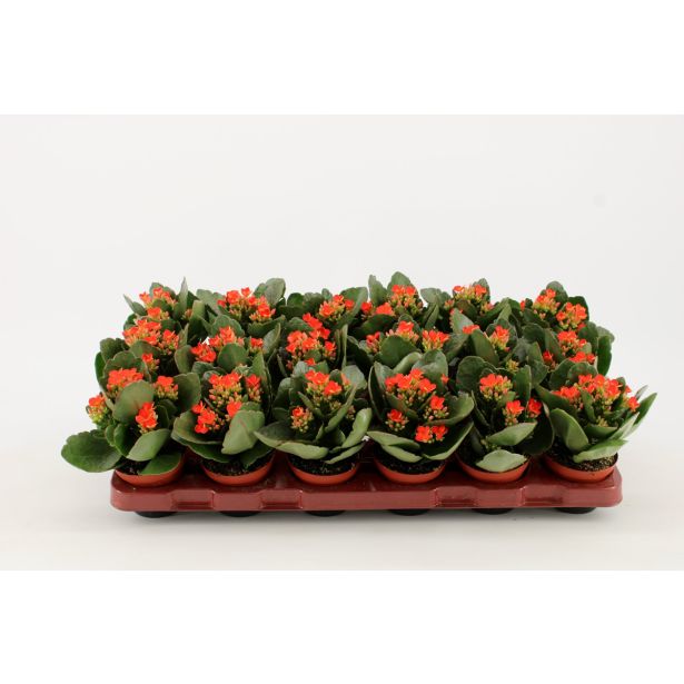 KALANHOJA PETERO ORANGE L8