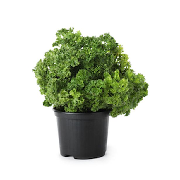 PETERŠILJ KODROLISTNI L10 CM